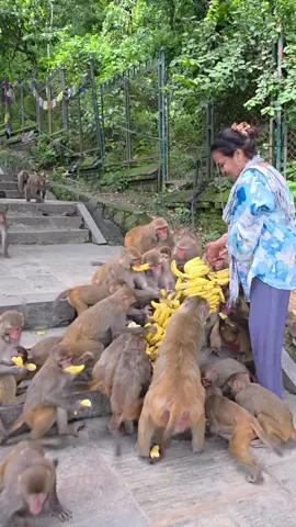 Monkeys Deserve Love Too – She Proved It #banana #monkey #animalparty #usa🇺🇸 