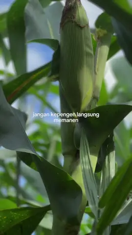 NK PERKASA 🌽#petaniindonesia🇮🇩🇮🇩🇮🇩🌿🌿 #petanimilenial #berproses #petanijagung #katakata #suksesbutuhproses 
