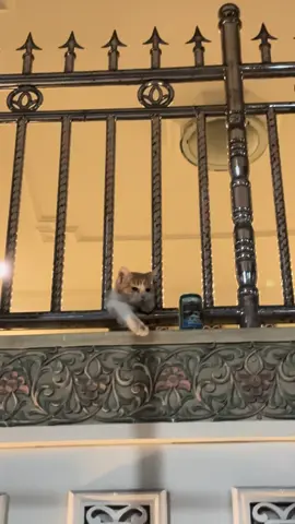 Ku tanya malam, ada apa dengaan mu nk 🥹 #kucinggalau #sadvibes🥀 #kucingtiktoklucu #kucinggemoy #sad #xyzbca #kucingoren #catsoftiktok 