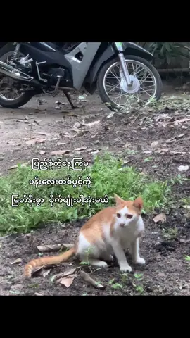 ဟူးးး#fypシ゚viral #foryoupage #zyxbca #moots? #ttmyanmar🇲🇲🇲🇲🇲🇲 
