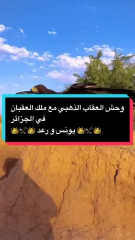 وحش العقاب الذهبي مع ملك العقبان في الجزائر #العقاب_الذهبي_رعد #طيور #صقور #عقاب #نسور #فرنسا🇨🇵_بلجيكا🇧🇪_المانيا🇩🇪_اسبانيا🇪🇸 #جوارح #france #الشعب_الصيني_ماله_حل😂😂 #tik_tok #fyp 