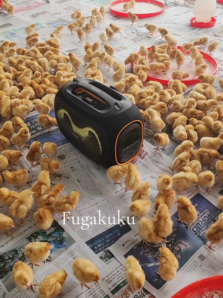 Vifaranga vya kuku wa Mayai Layers wenye ubora na utagaji wa hali ya juu utawapata kwetu Fugakuku Business Solution pekee. layers 1 @2,500 box la vifaranga 100 bei 250,000 Call/Text/WhatsApp+255657206363 Fugakuku kisasa na kibiashara acha kuishi na kuku