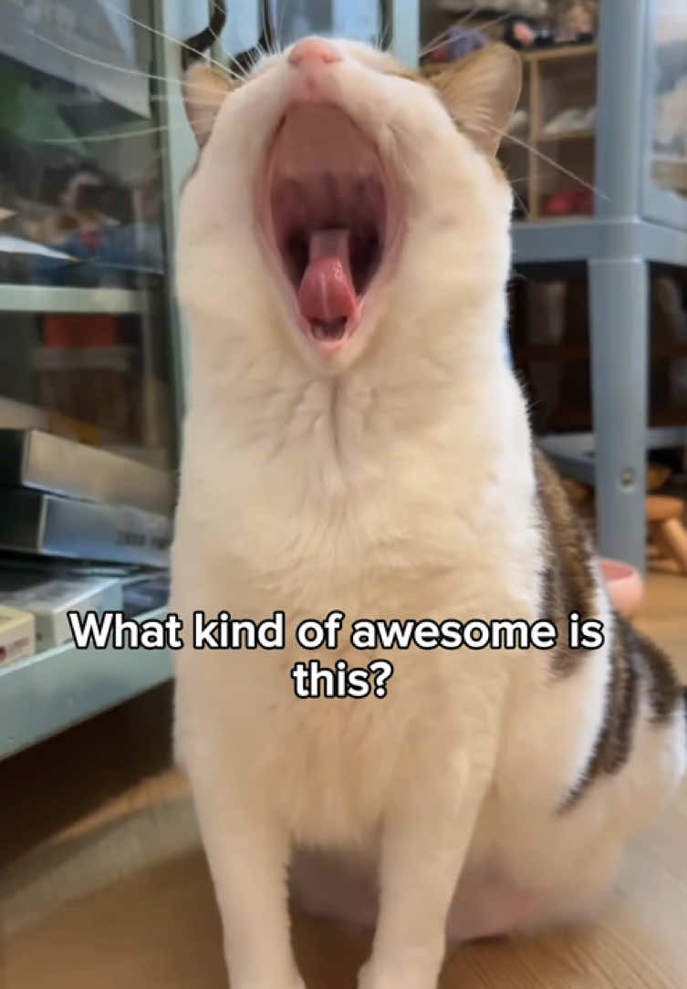 What kind of awesome is this ? 😍 uncle baobao 🐈 #unclebaobao #unclebao #baobao #bao #awesome #niche #nichetok #uncle #unc #toletole #meimei #fyp #nephew #nephewoab #oaboab #oab #catslovers #catlover 