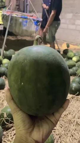 Melu#trend#😜😜#🍉🍉🍉🍉🍉🍉🍉🍉 #lampungtengah🤙🏻😜 #fypfiralシ 