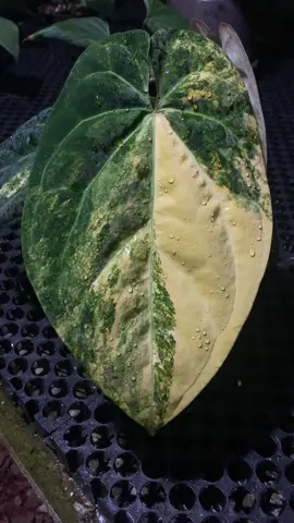 Anthurium Papil var X black valvet Available for order DM me 📩📩📩 Fast delivery with phytosanitary certificate, I send to all countries DM me for the price of this plant📩😊 (we accept direct arrivals🙂) #rareplantspecies #plantpurgeusa #aroidaddict #plantlife #plantaddict #houseplants #crazyplantlady #plantusa🇺🇸 #plantcanada🇨🇦 #weloveplants #succulent #europlant #house_plant_community #officeplant #plantkorea #rareplantcollector #rareplantcollector #plantsmakepeoplehappy #bosysandgirlswithplant #plantattic #plantphilippines #plantgermany🇩🇪 #stoptalkingstartplanting #tropicaaquariumplants #tropicalplant #greenthumb #foliage #dschungelimfeed #plantsforsaleusa🇱🇷 #zimmerpflanzenliebe #plantbased
