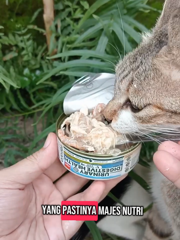 happy banget ketemu produk ini @majespet.id temen temen yang punya permasalahan yang sama boleh coba produk ini☺️ #petsupplies #nutrigravy #majes #digestivehealth #urinarysupport #kucing #kucingtiktok 