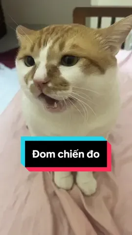 Cần đổi sen mới thay cho bà zà @Ín Phan 🤨 #domdungdinh 