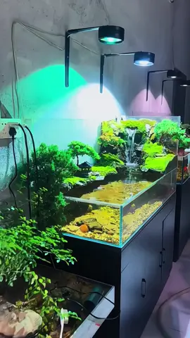 🥰🐠  #thuỷsinh #thuysinh #trending #xuhướng #bểnuôicá #cá #bểcáthuysinh #bểcácảnh  #bểmini #xuhuong #xuhuongtiktok