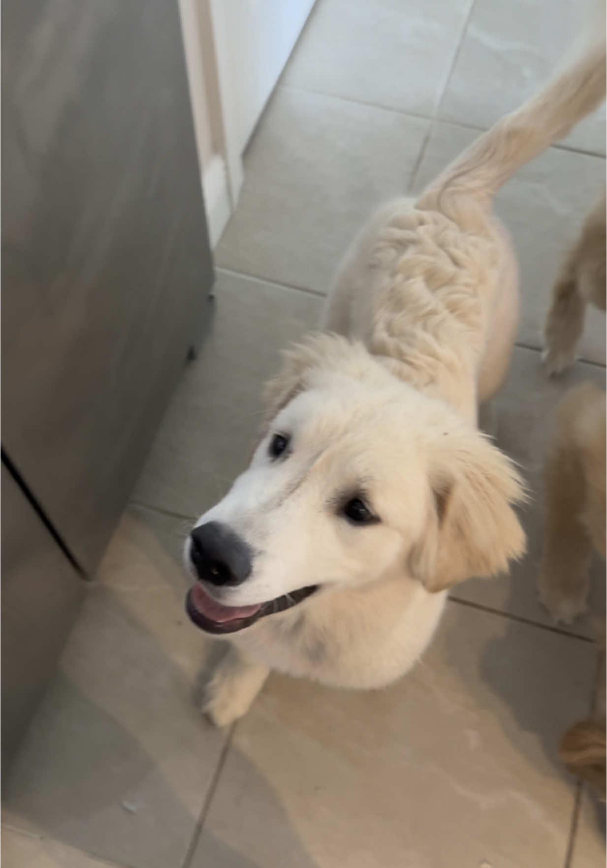 At least something works…  #dogsoftiktok #dogsoftiktokviral #goldenretriever #puppy #goldenpuppy #dogs 
