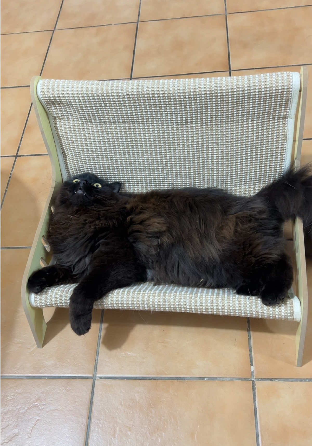 ito yung bago nilang paboritong higaan, the purrsians approved 👍🏼👍🏼🐾 #catsisalchair #catchair #catbed #cutecatbed #thepurrsians #recommmendations #catessentials #cathammock #cathammockbed 