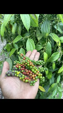 udah mulai ada yang merah merona ni😍#petanimuda #anakpetani #petaniindonesia🇮🇩🇮🇩🇮🇩🌿🌿 #petanilada #petanimerica 