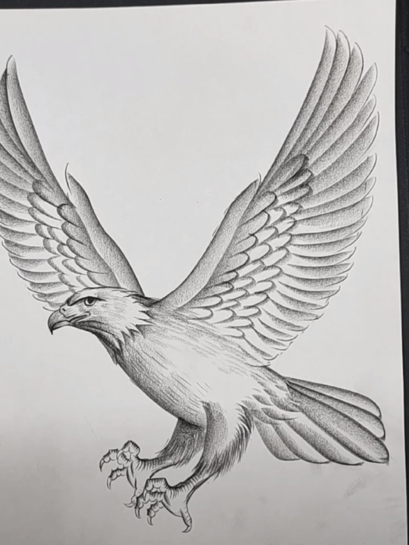 How To Draw A Eagle Tutorial ✏️  . . . #howtodraw #drawingchallenge #drawingforbeginners #artistsoftiktok #drawinghands #drawingtutorial #drawings 