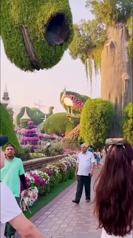 Dubai Miracle Garden#uae #Dubai #UAE 