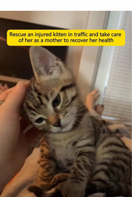 Rescue an injured kitten in traffic and take care of her as a mother to recover her health #rescue #animals #kitten #catsoftiktok #cutebaby #fyp 
