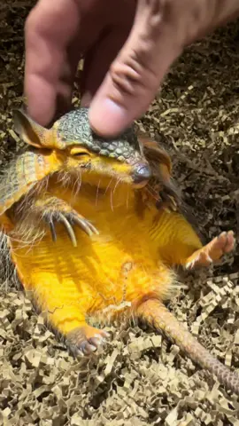 Rambo!! The screaming hairy armadillo!! Rambo is not your average backyard nine banded armadillo, he’s a screaming hairy armadillo! Named because he’s hairy and screams!! I included the scream at the beginning, they only scream when really afraid and we’ve only heard him do it once the day we got him, once he realized we’re his new family he never screamed again. #Armadillo #ScreamingHairyArmadillo #Animal #Animals #CuteAnimals #ExoticAnimals