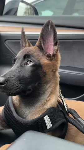 #ricathemal #belgianmalinois #belgian #k9 #workingdogs #fyp #puppy #k9training #dogmom #armytiktok 