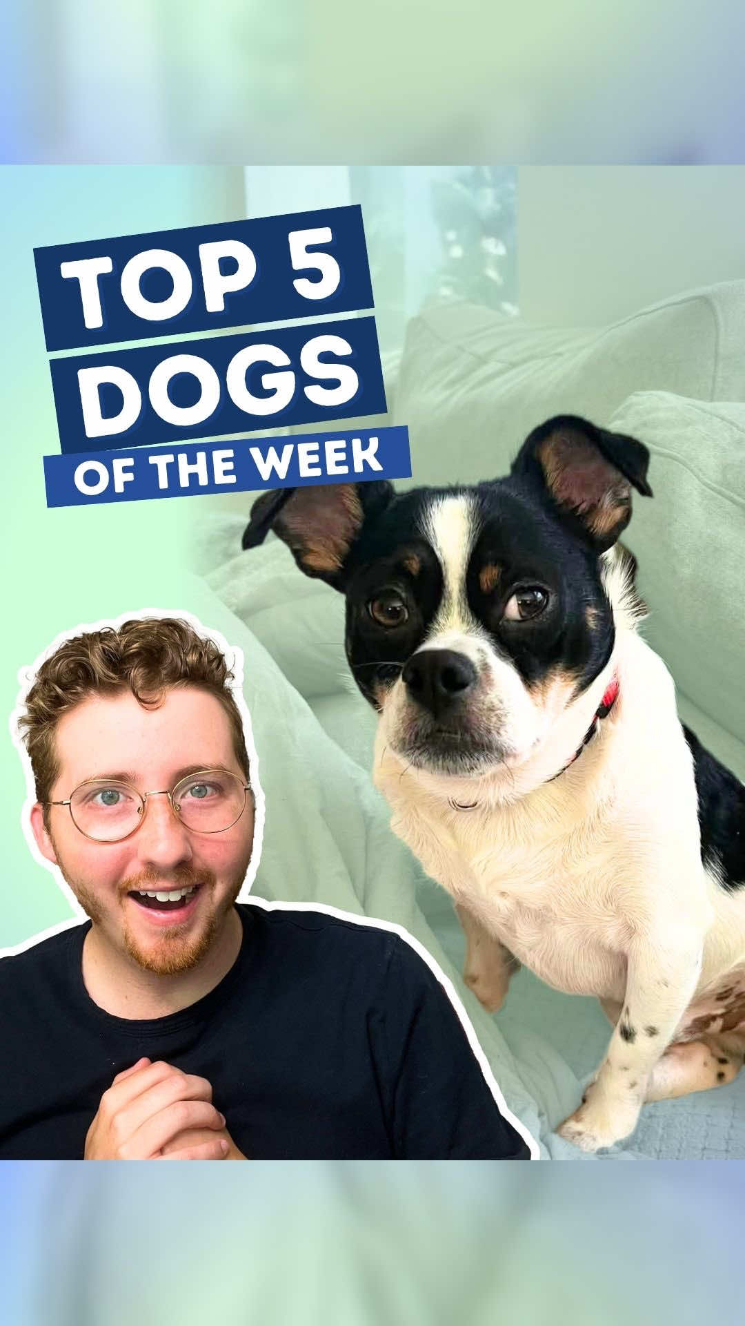 Top 5 Dogs of the Week! 5. @Ashton  4. @Renegade Paws Rescue Savannah  3. IG: airzermatt 2. FB: Lindsay Jacobs Pope H.M. N/A H.M. @Kerrie and Remi  1. IG: indiatoday #weratedogs