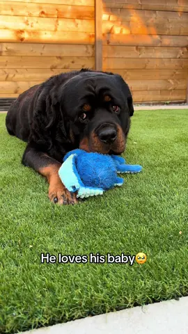 Please be nice❤️ #rottweiler #dogsoftiktok #fyp 