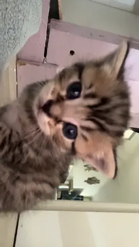#kitten #fyp 