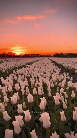 Tulip fields of the Netherlands—white tulips🌷 #fyp #tulips #nature #sunset #netherlands #tulipanes #tulpen #