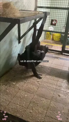 Another Us in the World💕#funnyanimals #amazing #Love #loveyou #funny #pet #animals 