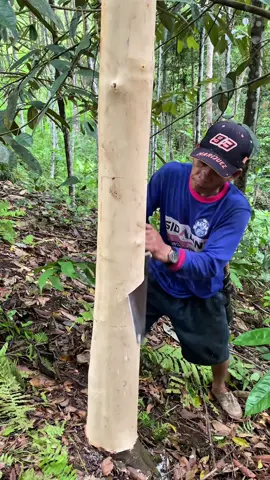 panen kayumaniss                    #foryoupage #cinnamon #kayumanis #perkebunan #agriculture #pemula #harusfyp #pegununganmeratus #dayakkalimantan 