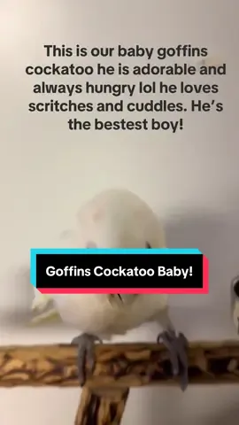 Our baby goffins is the cutest! He’s is available and such a fun little guy! Loves cuddles and head scratches. ❤️🦜 #fyp #parrot #bird #aviary #breeder #cockatoo #goffinsoftiktok #Love 