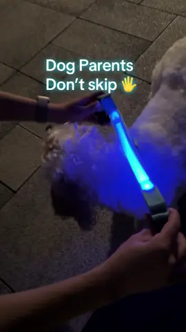 The only collar your dog should wear🐶 #dogsoftiktok #puppy #fyp #led #linkinbio 