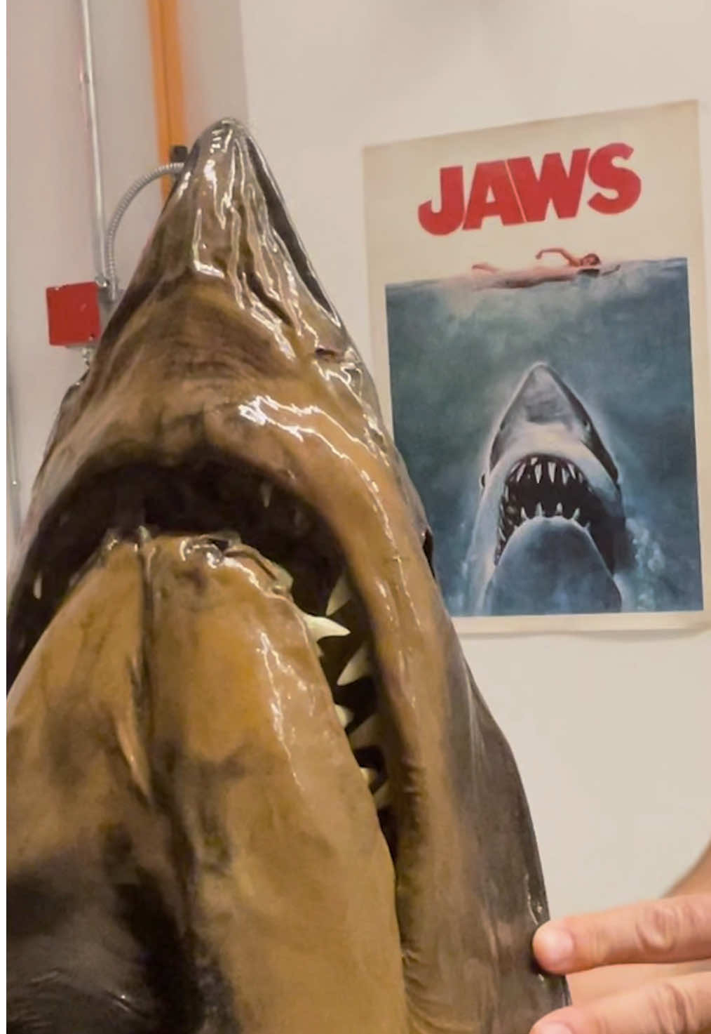 🦈 Dive into the Museum’s collections with Ryan Thoni, curatorial associate of Ichthyology, and meet the shark that inspired the Jaws movie poster! #Jaws50 #NaturalHistory #Jaws #Sharks #museums #Ichthyology #STEM 