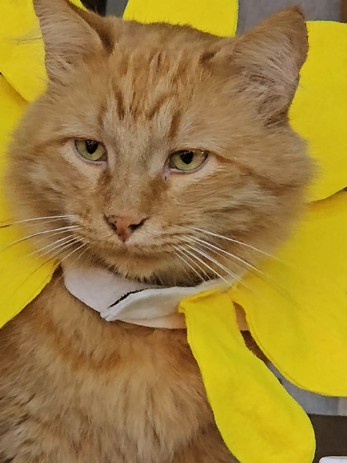 #brillitos✨ #buenosdiasestrellitas #trabajo #cat #girasol #miaumiau🐈 #gato 