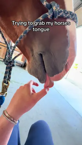 I didn’t get it 🙃#babyhorse #quarterhorse #aqhacolt #horsesoftiktok 