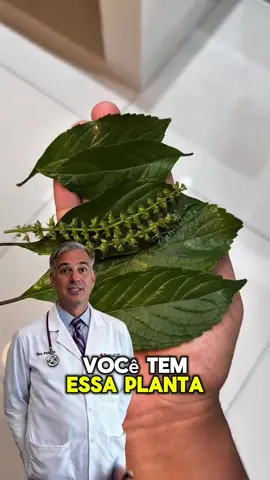 Você conhece a planta Alfa Vaca? 🌿 Ela é usada há gerações para aliviar problemas digestivos, acalmar a mente e até ajudar nas tosses. Uma aliada natural que não pode faltar em casa! Inclua no seu dia a dia e sinta a diferença! 🍃 #AlfaVaca #Alfavaca #PlantaMedicinal #CháNatural #ChásMedicinais #VidaSaudável #SaúdeNatural #RemédioCaseiro #CháDaVovó #TratamentoNatural #Fitoterapia #SaúdeDoCorpo #DicasNaturais #PlantasQueCuram #BemEstar #RemédioNatural #SemContraindicação #TerapiaNatural #SaúdeDaFamília #NaturezaQueCura