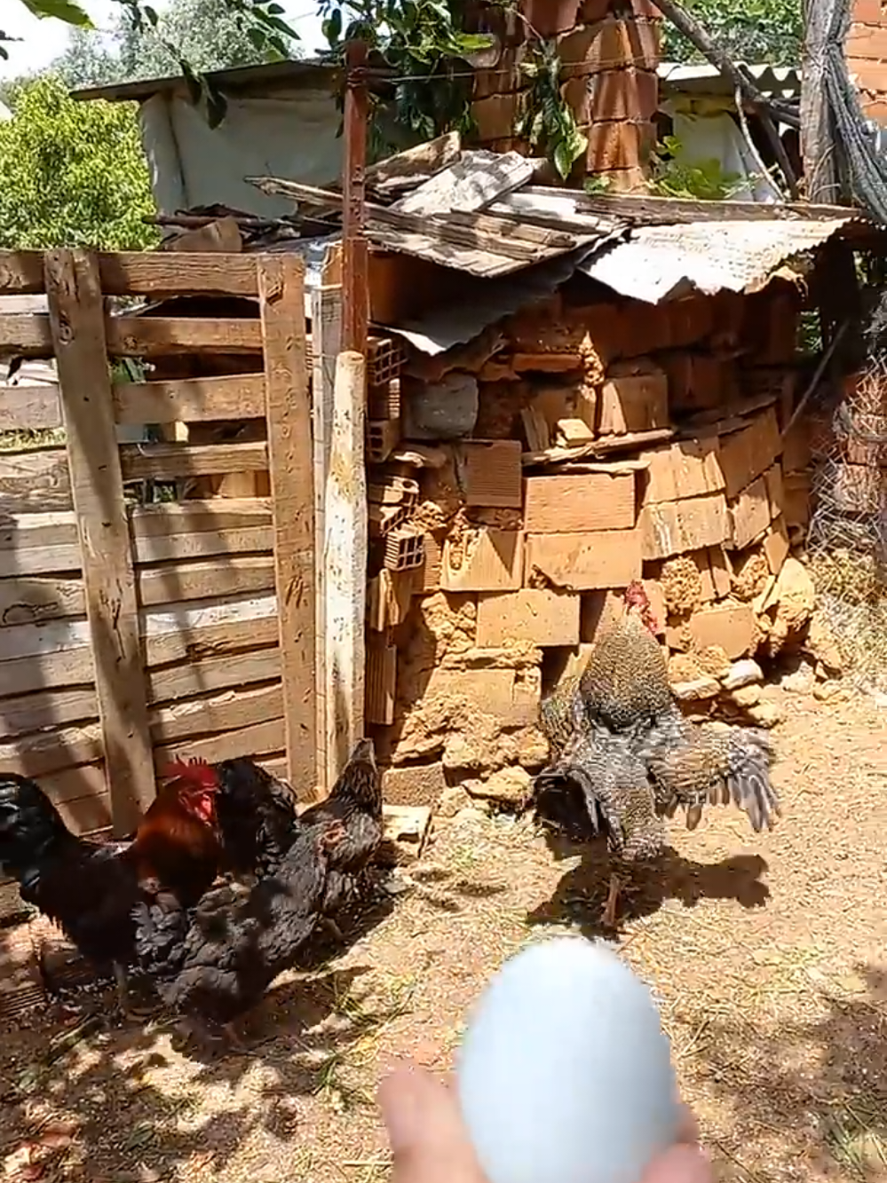 Çilli horozum yumurtayı az yapınca kızdım.  #defne #çillihorozum #shorts #reels #viral #new #family 