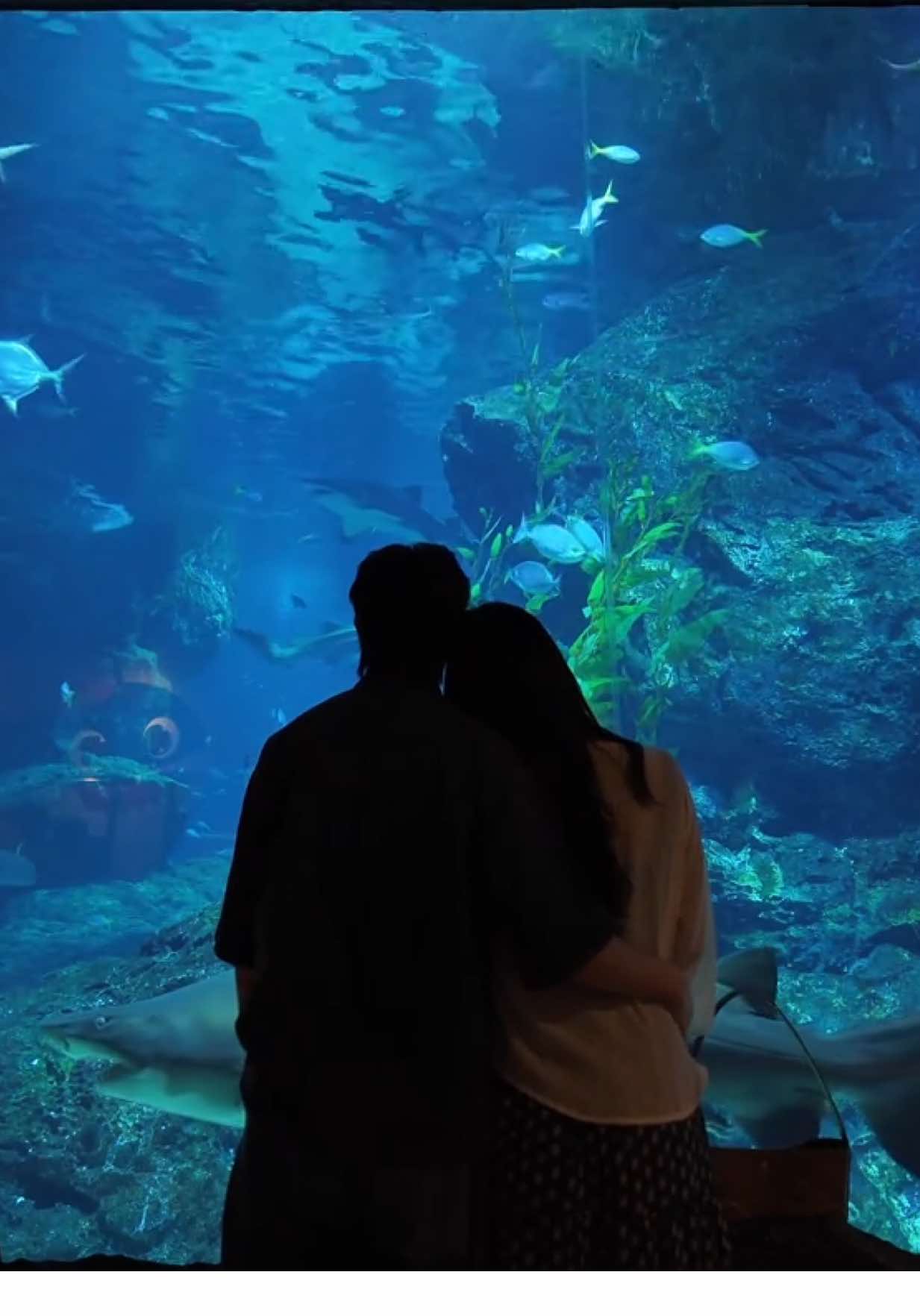 Aquarium Date 🫧🦈                                                Credit: @aixy ୨ৎ  #sealife #sealifebangkok #bangkok #aquarium #aquariumdate #couple  #fyp 