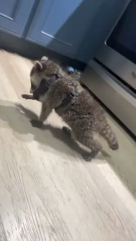 I don’t think he likes the new harness! 😭 GET IT OFF MOM!#fypシ゚viral #fypシ #racoonsoftiktok #racoon #baby #Mysidekick 