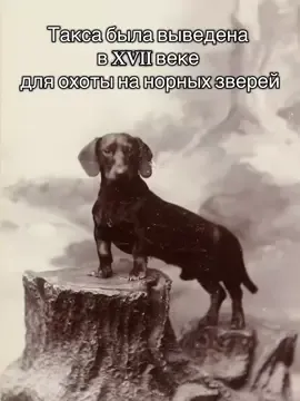 Такса: эволюция #dachshund #PetsOfTikTok #такса #эволюция #юмор #funn 
