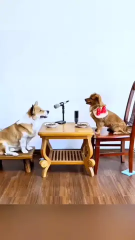 Singing dog#petlovers #singingdog #hunds #dog #dogs #cuteanimal #hund 