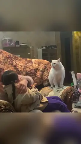 Cat handsomely protects his owner!😂#cat #catsoftiktok #Love #fyp #animals #pet #PetsOfTikTok #tiktok #cat #pet