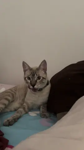 Te amo mi bebé