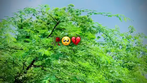 #grouth_my_tiktok_account #💔🥀🥺🖤🥀🥺💯_____________😭😭😭 #virlvideotiktokteem #💔🥀🥺🖤🥀🥺🖤🥀😥💔😔🥺 