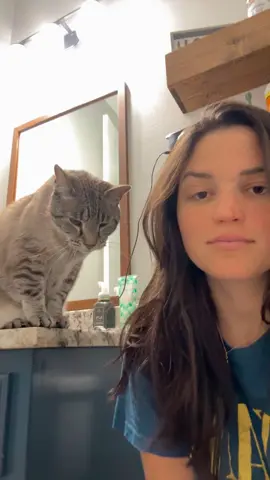 🐱🩵 #cat #catsoftiktok #purr 