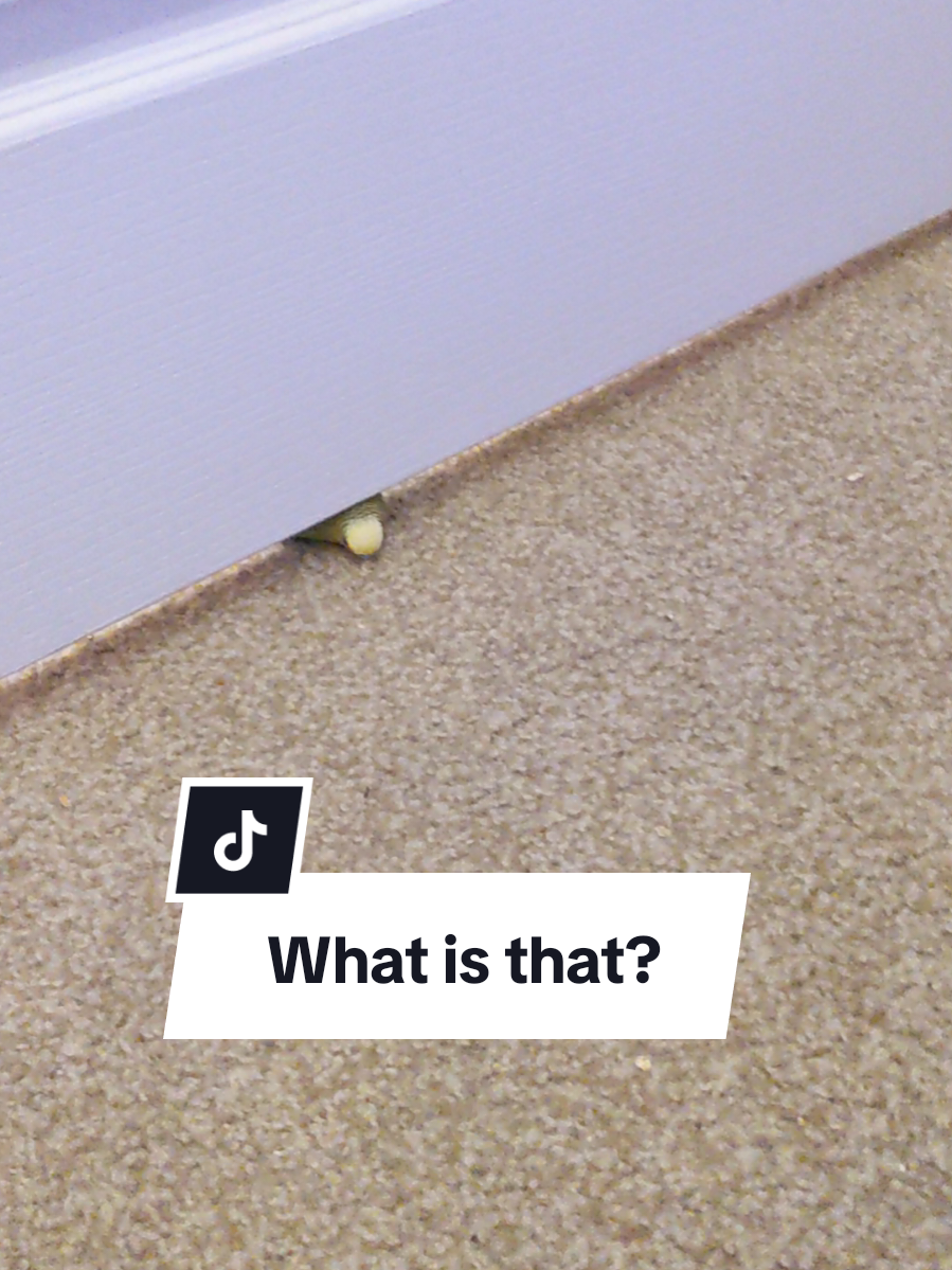 Yes, I ask myself the same question. How.... #fyp #fypシ #birdsoftiktok #pet #PetsOfTikTok #budgie #budgiesoftiktok #birdtok #petbird 