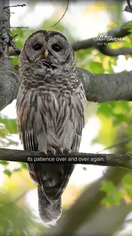 Small #birds tested the patience of an #owl perched in a tree in Hunterdon County, #NewJersey. The birds 'dive bombed' the owl trying to scare it away from its nest. #DavidMuir reports. #WorldNewsTonight #ABCNews #nature