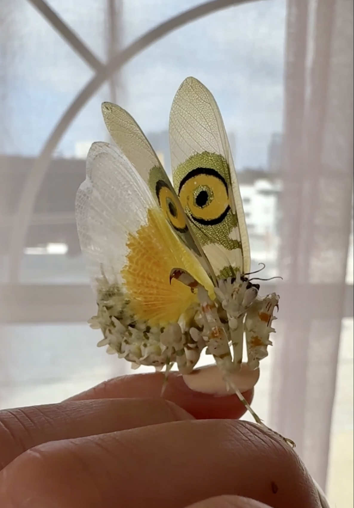 She’s pretty when she’s mad 🦋 #mantis #spinyflowermantis #mantislove #  #prayingmantis