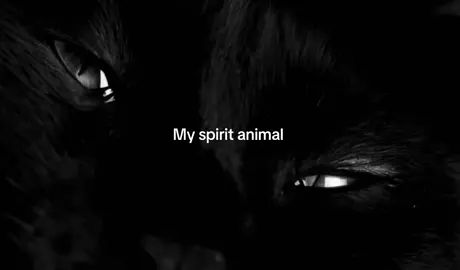 #v #fly #flypシ #fly #rek #fyp #viral #spiritanimal #blackcat 