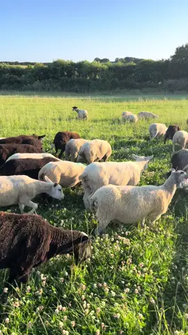 Field move day! Time to get these ewes flushed for the ram! #sheep #farm #lamb #sheepfarm #farmer #fyp #farmher #promomakanliburan #trend #passion #trending #viral #foryoupage❤️❤️ #foryou #farming  