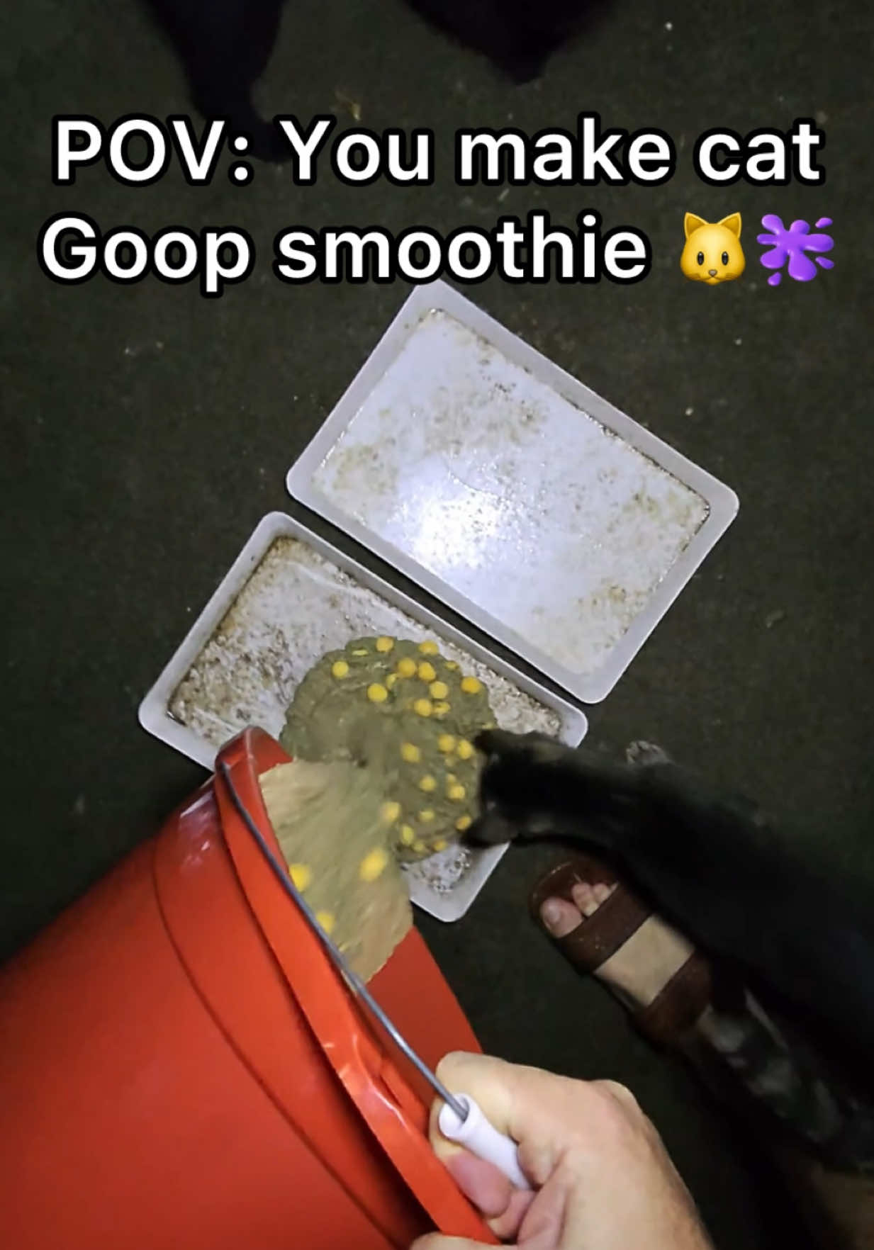 The cat goop smoothie is my personal creation 👍🐱🫟 #pov #cats #straycats 