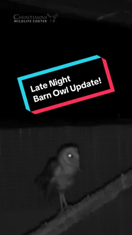 Late night workout! Barn Owl 25-580 (aka TikTok Barbed Wire Barn Owl) now has a trail cam in his outdoor enclosure, which caught him stretching his wings around midnight!The bobbing of his head shown here demonstrates him listening and helping him to pinpoint the many sounds near his outdoor enclosure, a very cool owl behavior! Most likely he will soon be moved to a larger flight cage to be able to sustain longer flights and increase stamina. Hoping to get some midnight exercise footage from there as well!  The busy season is still going at Chintimini, and we are preparing for our major fundraiser, Wild Night Out, which happens on September 13th! We’re currently looking for items for this auction, including trips, experiences, art, and more! If you want to donate, message us! @Lexie 