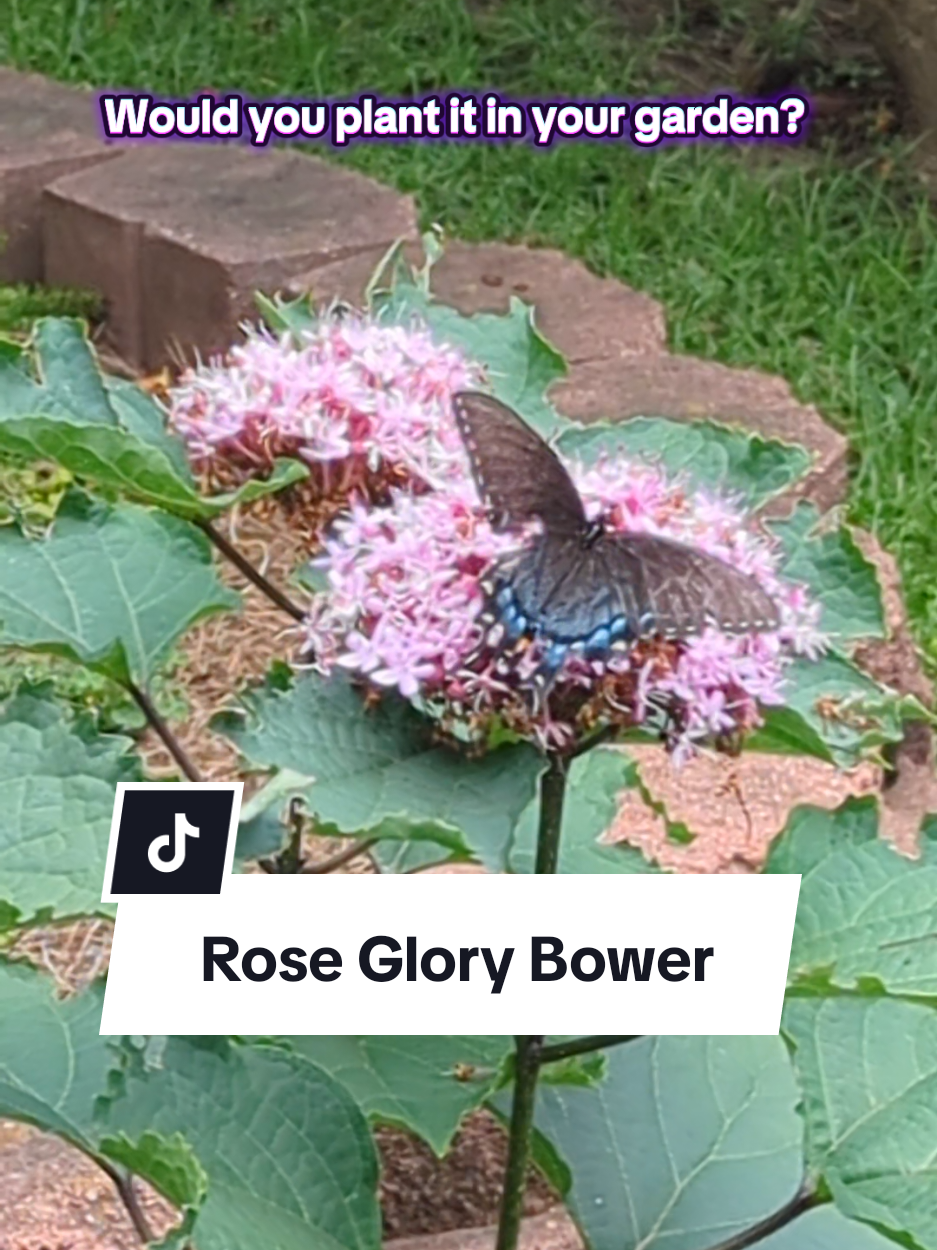 Clerodendrum bungei, also known as Rose Glory Bower is a species of flowering plant native to China, and commonly grown in gardens as an ornamental shrub. Pros:  🦋 Hummingbirds and pollinators love it, especially bees and butterflies 🌸 attractive and fragrant flowers have long blooming period, from summer thru fall  🌱 fast growing and easy to care for Cons: ☠️ toxic to both cats and dogs if ingested 😱 invasive and difficult to control.  Do you grow any type of Clerodendrum in your garden? If not, would you still plant it knowing pros and cons of growing it?  #PlantTok #TikTokLearningCampaign #outdoorplants #homegarden #plantlover #nature #toxicplants 