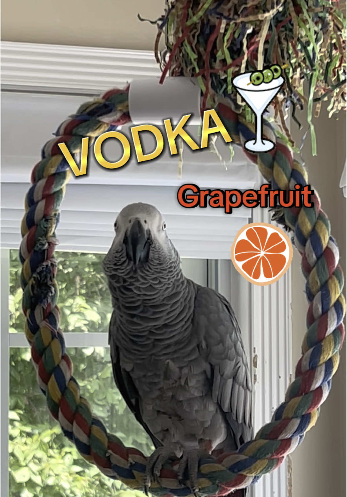 Vodka and Grapefruit for lunch🍸Well it is FRIYAY💕🤗🦜🍸 Feel my love everyday - get my Symagirl merch today! I have adult and kids Ts, hoodies and mugs! LINK IN BIO! Scroll when you're there to find more of your favorite Symagear!   🦜Symon is a 3 year old female Congo African Grey Parrot, hatched on June 15th 2021 who lives in a cozy country home with her parents, Chris and Sheila, and her two parrot siblings, Mickey and Sunny. Symon is an outgoing and talkative bird who loves to chat with anyone who will listen. Her favorite phrases are 